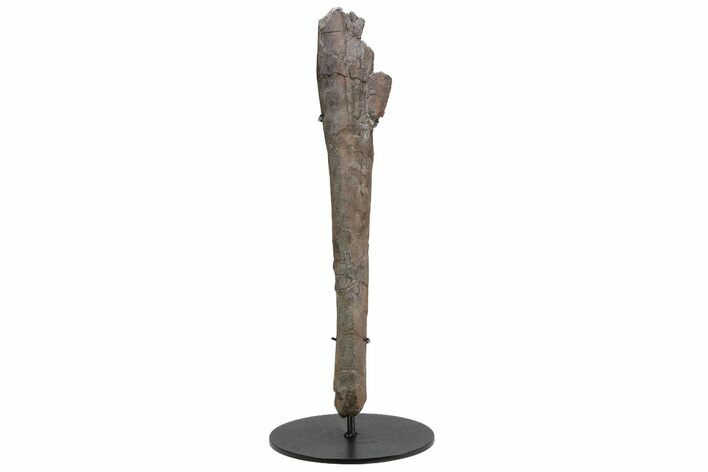 Fossil Hadrosaur (Maiasaura?) Ulna Bone - Montana #214276